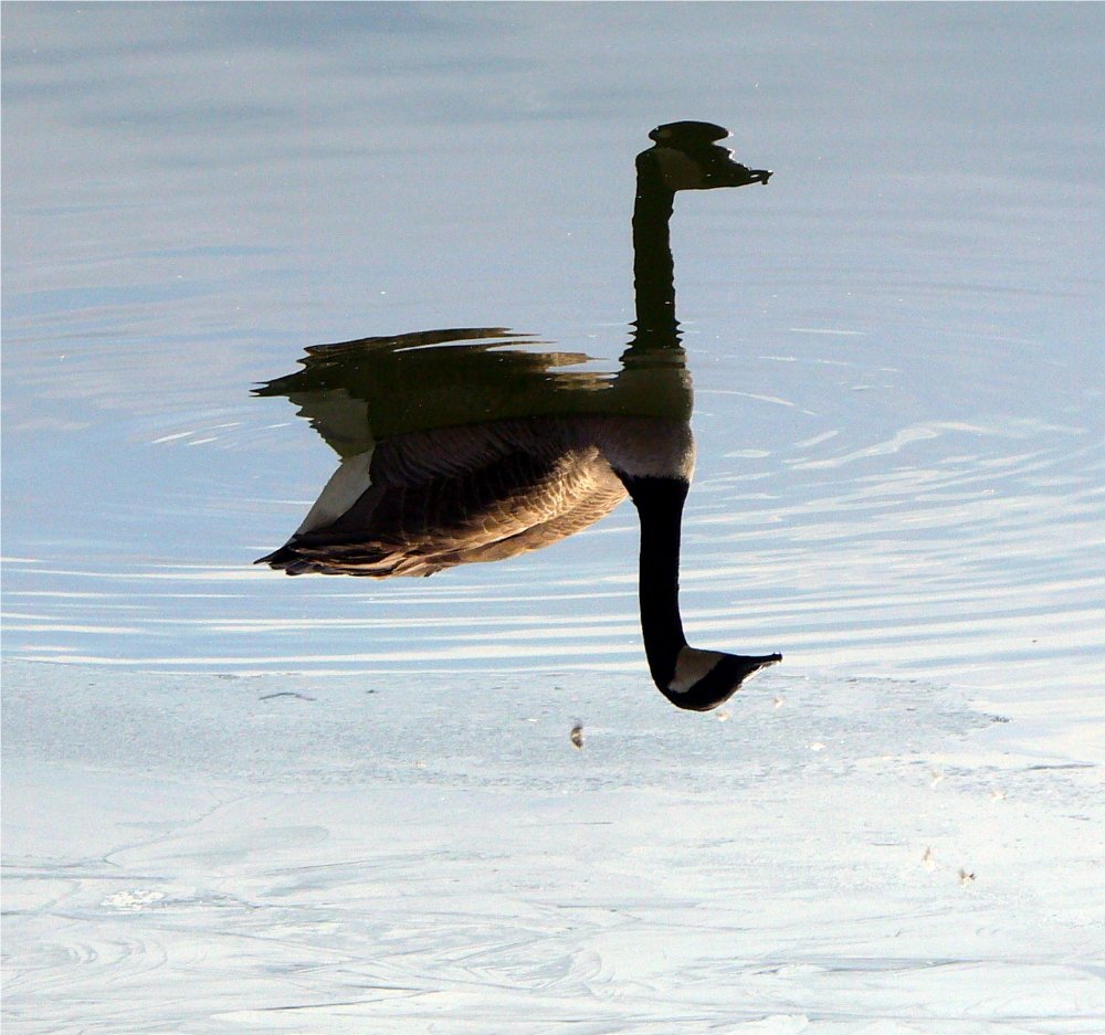 Photography by j9mayer for DesignCrowd (Community Contests) | Design #8968845