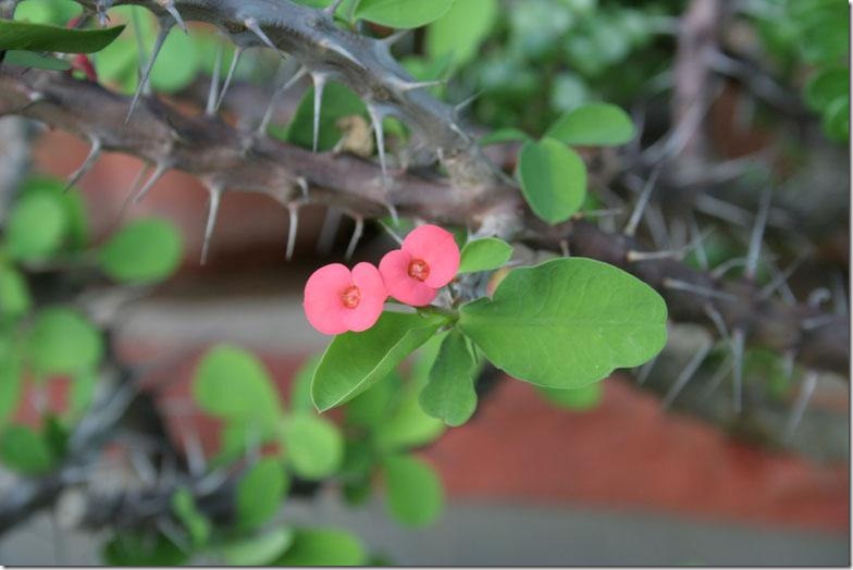 Photography by Ziqquratz for DesignCrowd (Community Contests) | Design #8973506