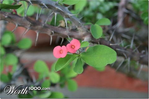 Photography by Ziqquratz