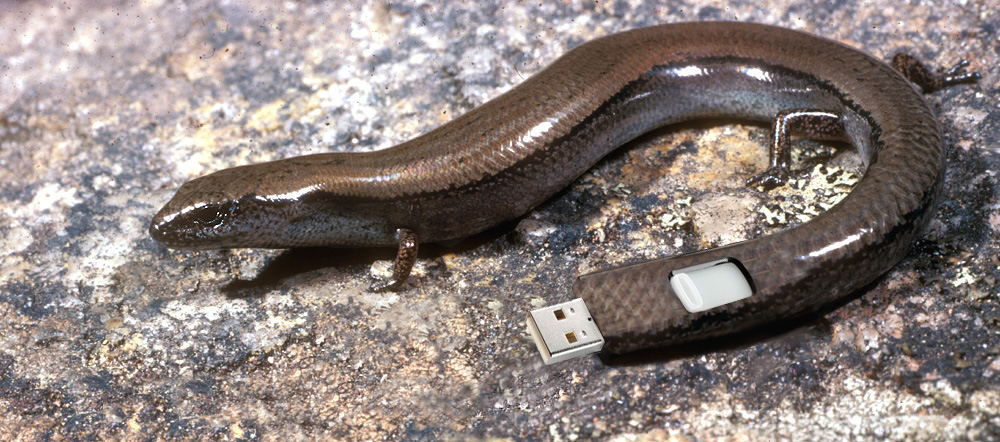 Design Photoshop par dinosaur pour DesignCrowd (Community Contests) | Design #8969595