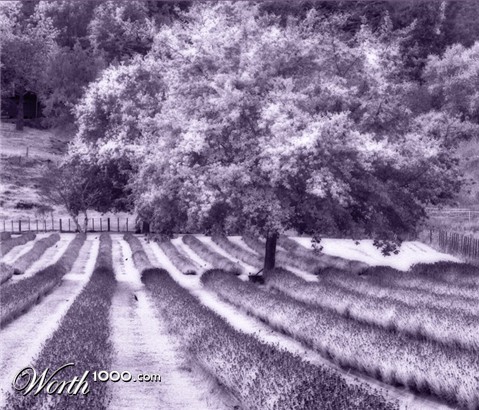 Photography by essjaynz