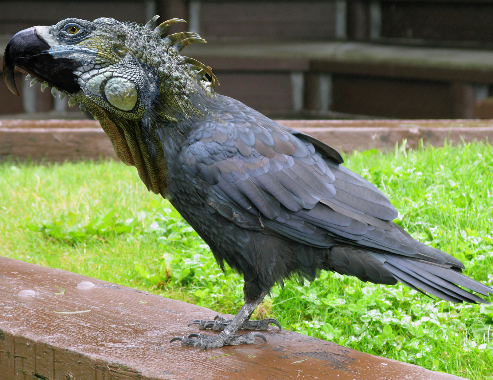 Photoshop Design by Drakkonnen for DesignCrowd (Community Contests) | Design #8966496