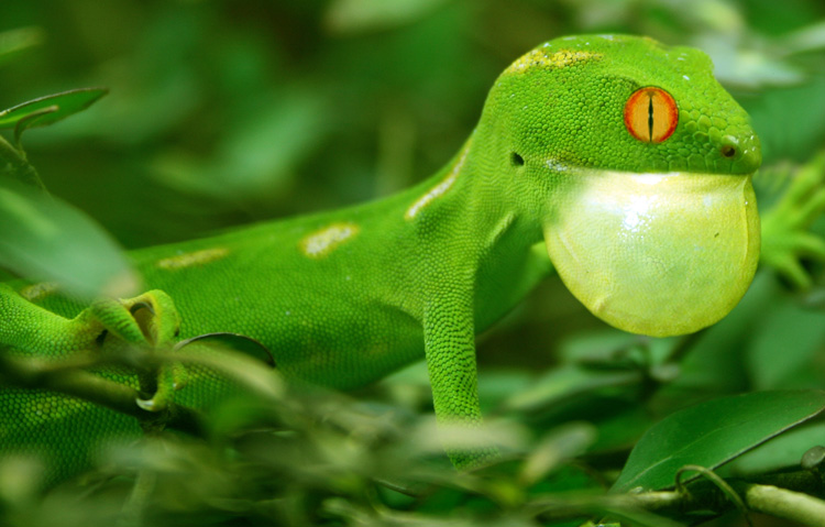 Photoshop Design by Luis30 for DesignCrowd (Community Contests) | Design #8966617