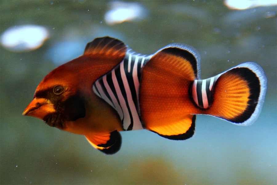 Photoshop-Design von shelbyzman für DesignCrowd (Community Contests) | Design #8966649