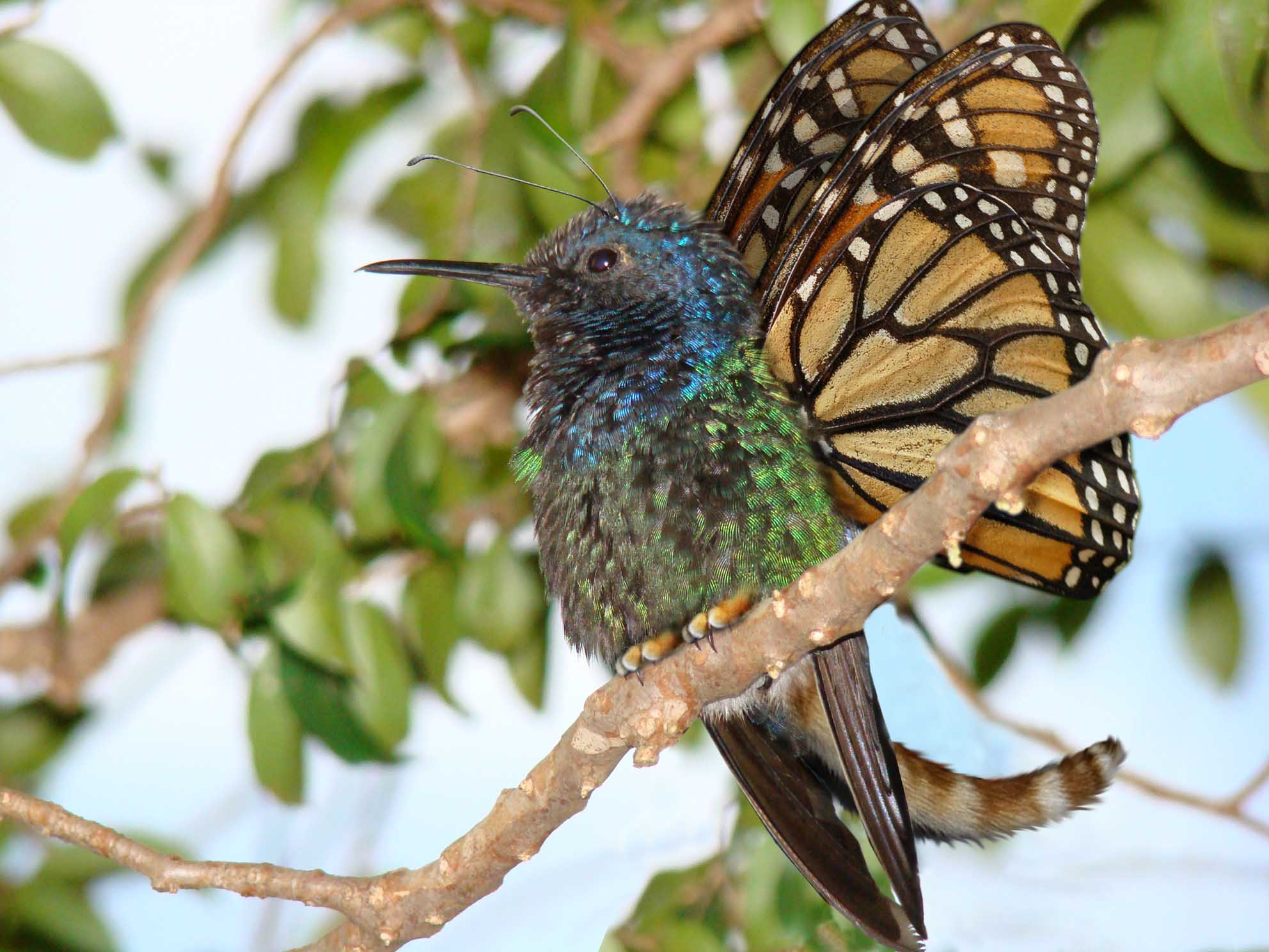 Diseño de Photoshop por Sankrah para DesignCrowd (Community Contests) | Diseño #8966596