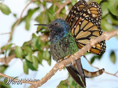 Photoshop Design by Sankrah