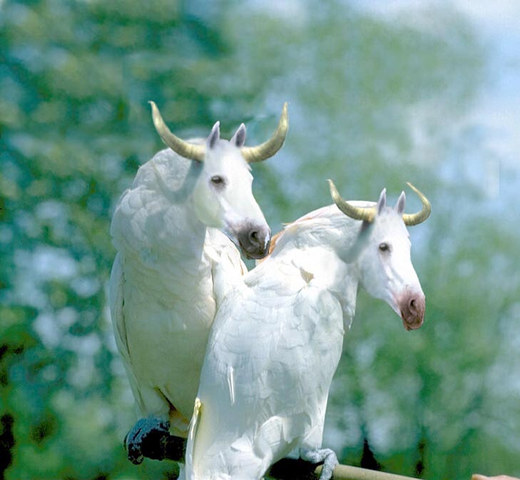 Photoshop Design by sufiyanarmaan for DesignCrowd (Community Contests) | Design #8966845