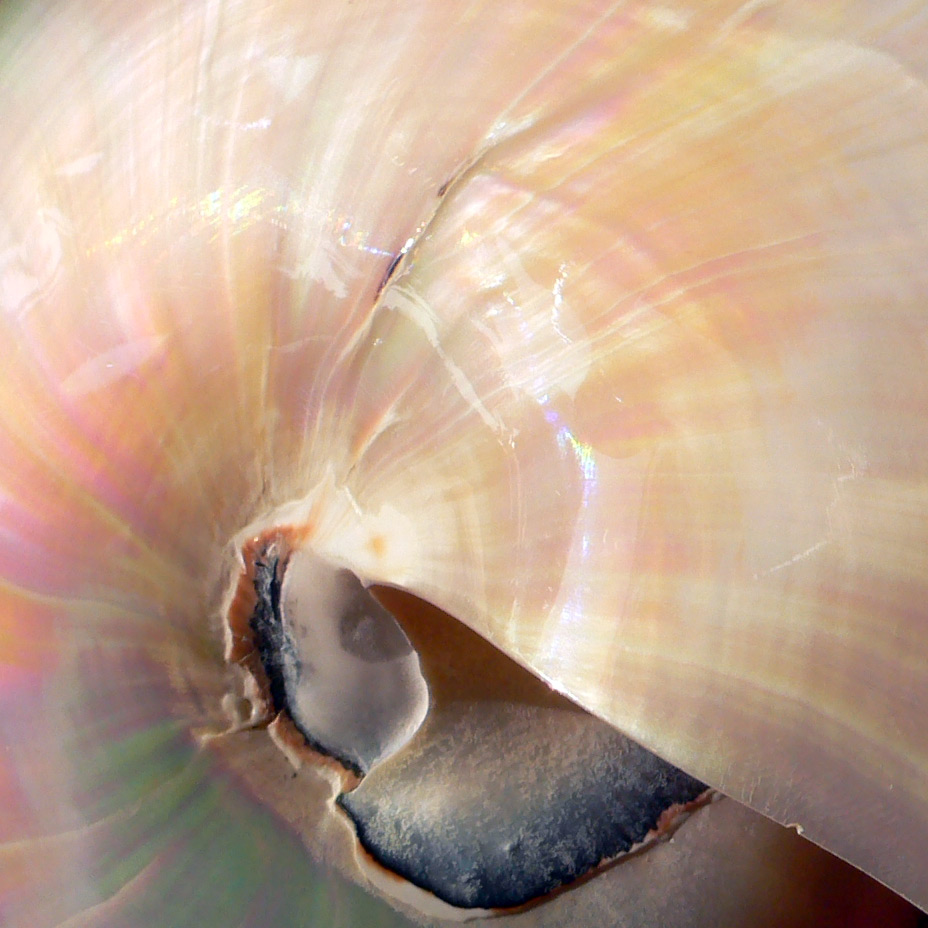 Photography by sausirhi for DesignCrowd (Community Contests) | Design #8967631