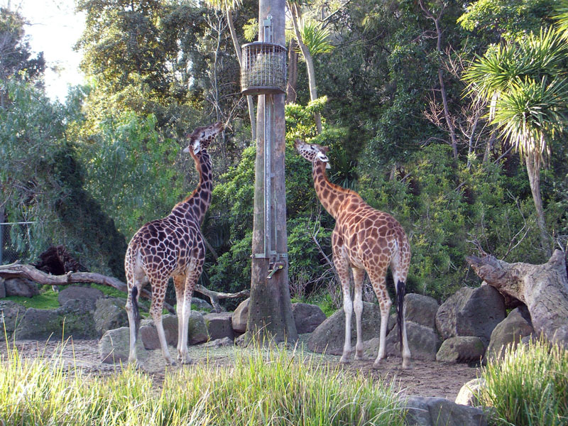 Photoshop Design by Roymeddy for DesignCrowd (Community Contests) | Design #8967261