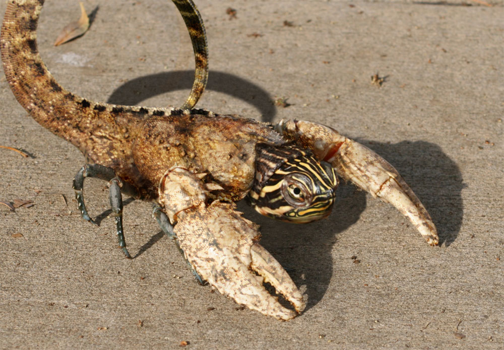 Photoshop Design by spiraleye for DesignCrowd (Community Contests) | Design #8966711