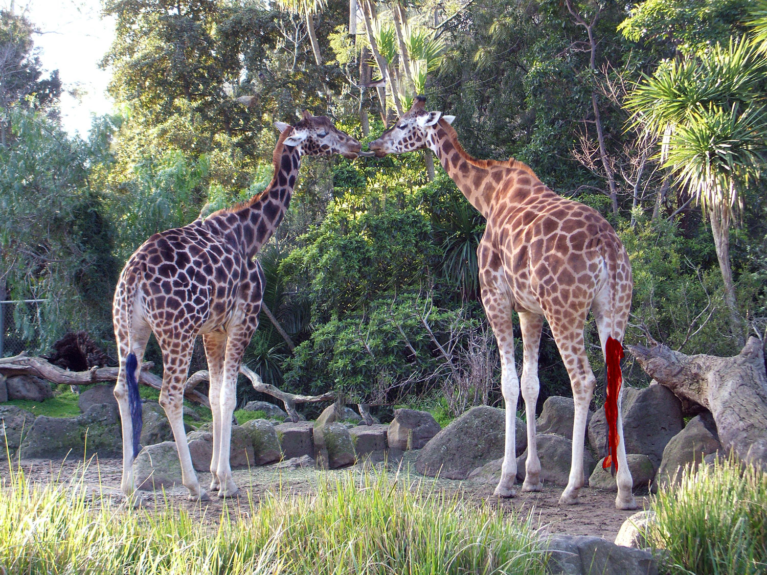 Diseño de Photoshop por surgeAA para DesignCrowd (Community Contests) | Diseño #8967274