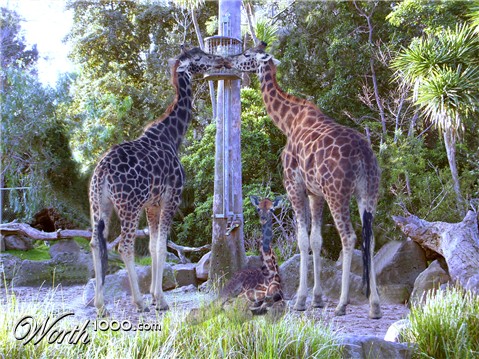 Photoshop Design by Wolfguide