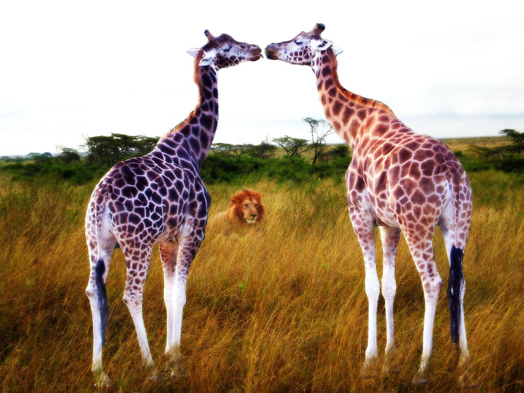 Photoshop Design by SkyJustice for DesignCrowd (Community Contests) | Design #8967278