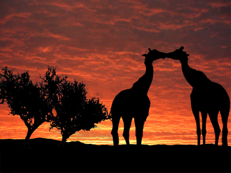 Photoshop-Design von dhallfxs für DesignCrowd (Community Contests) | Design #8967290