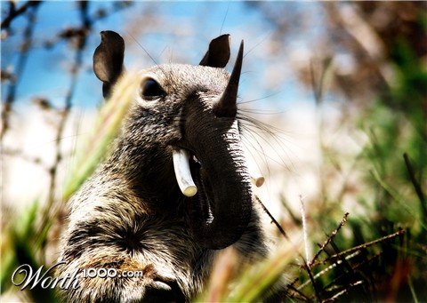 Photoshop Design by 7hi4g0