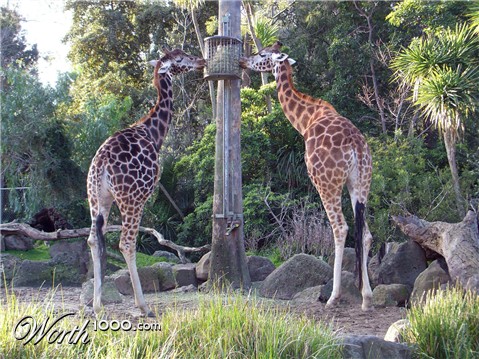 Photoshop Design by althor1170