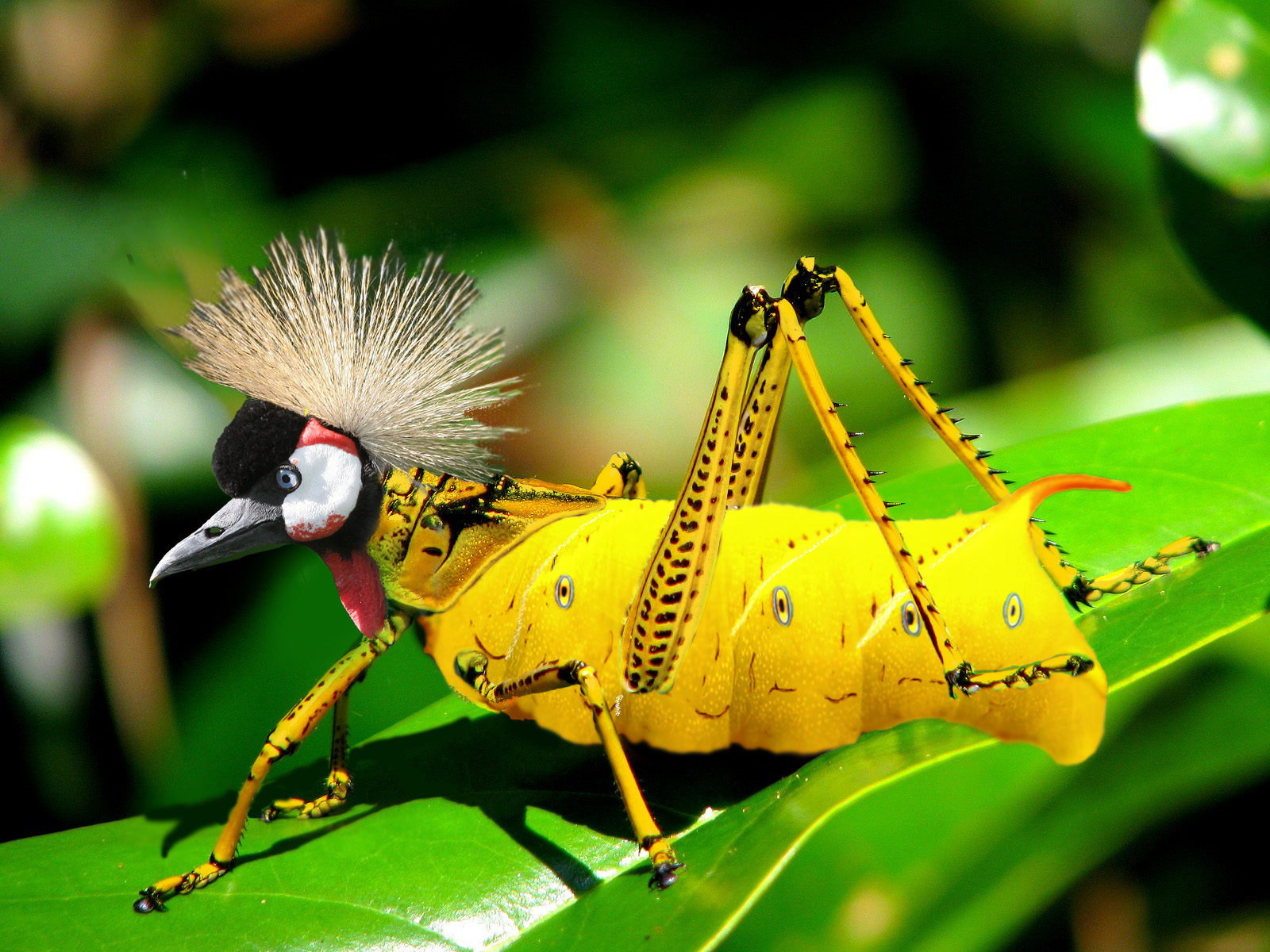 Diseño de Photoshop por sudiptatatha para DesignCrowd (Community Contests) | Diseño #8967021