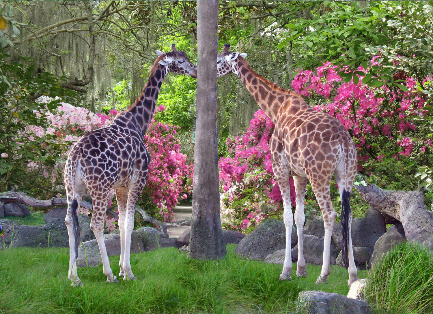 Photoshop Design by PoisonnIvy for DesignCrowd (Community Contests) | Design #8967318