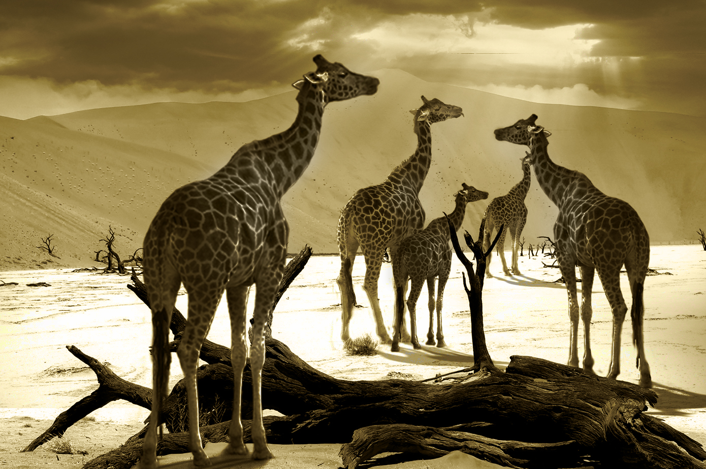 Design Photoshop par cstepSteve pour DesignCrowd (Community Contests) | Design #8967345