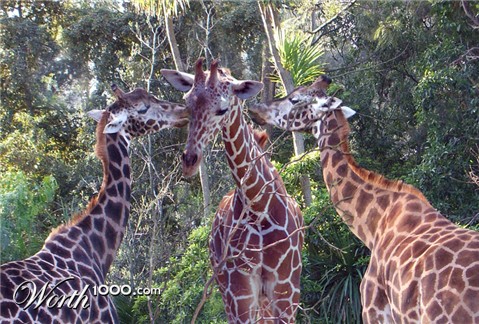 Photoshop Design by Sankrah