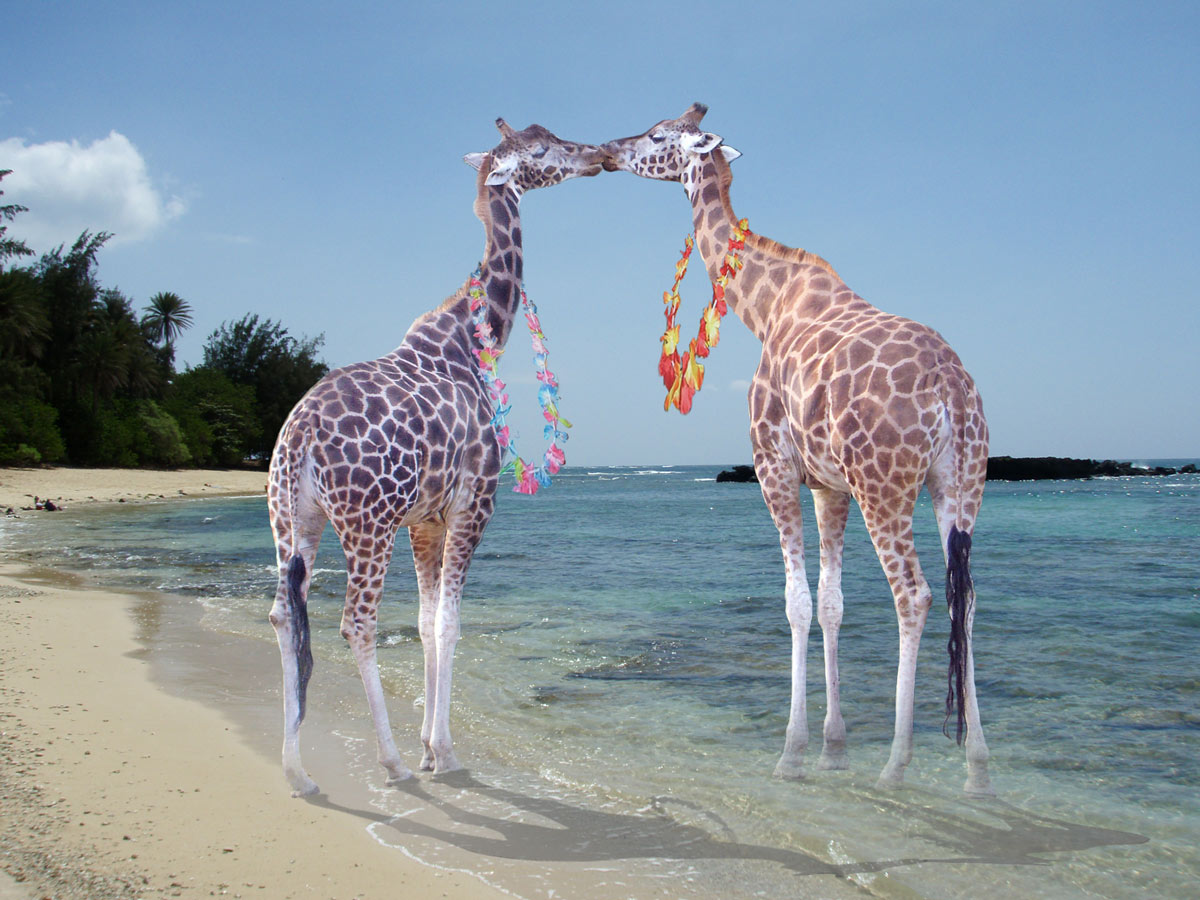 Diseño de Photoshop por elgosso para DesignCrowd (Community Contests) | Diseño #8967326