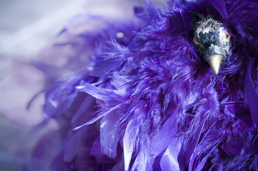 Photography by marymagdalyne for DesignCrowd (Community Contests) | Design #8966921