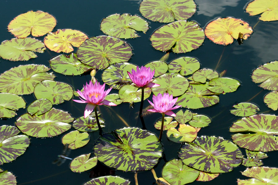 Fotografía por hollistereagle8 para DesignCrowd (Community Contests) | Diseño #8968363