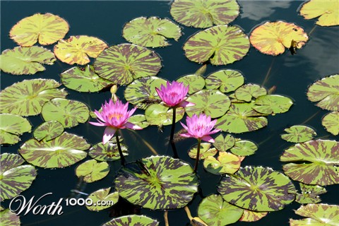 Photography by hollistereagle8