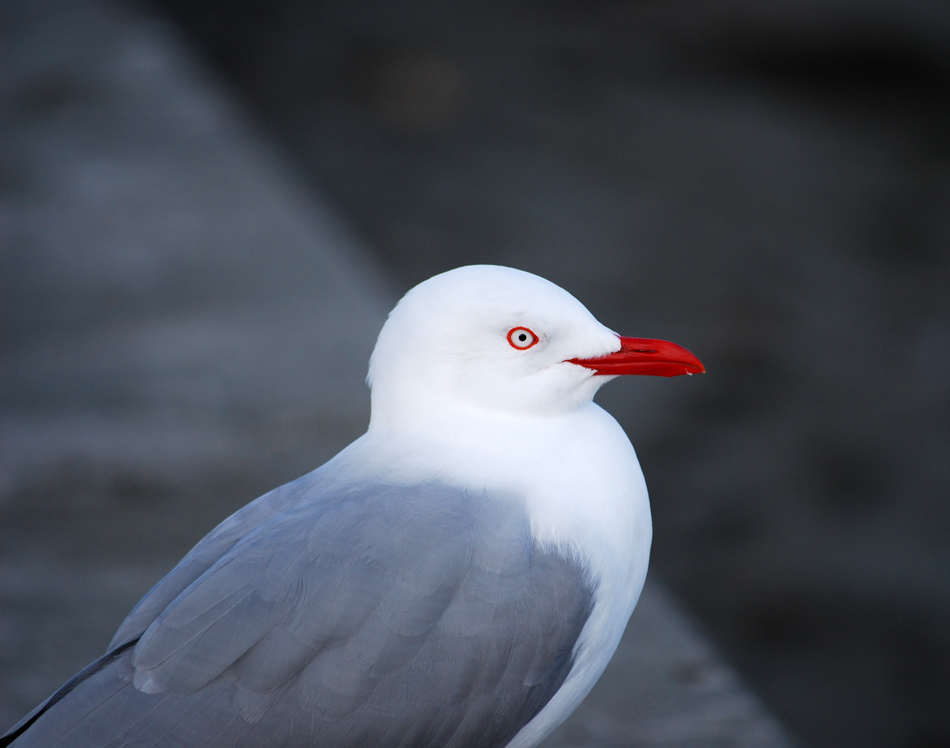 Photography by Andromeda5000 for DesignCrowd (Community Contests) | Design #8965048