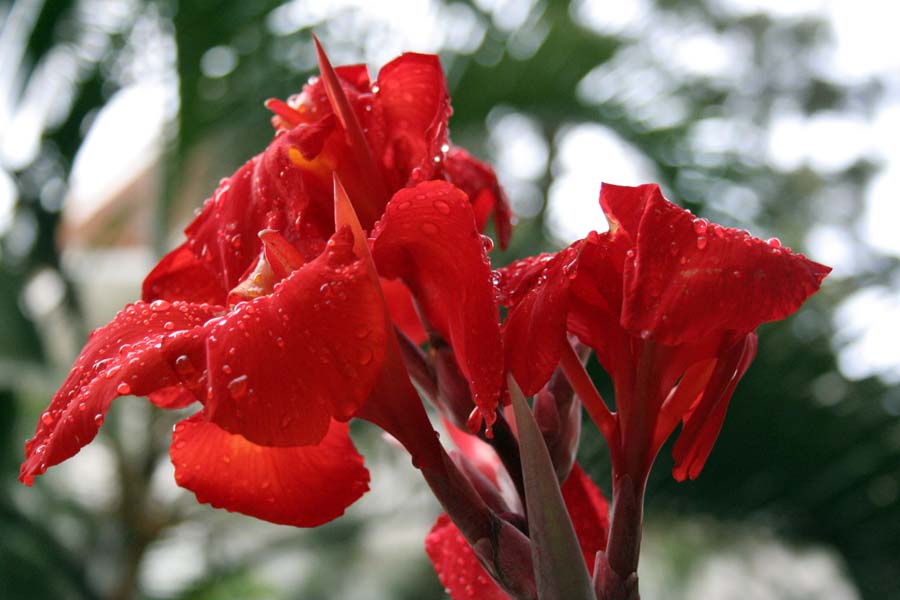 Photography by Ziqquratz for DesignCrowd (Community Contests) | Design #8968377