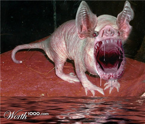 Photoshop Design by vlvette