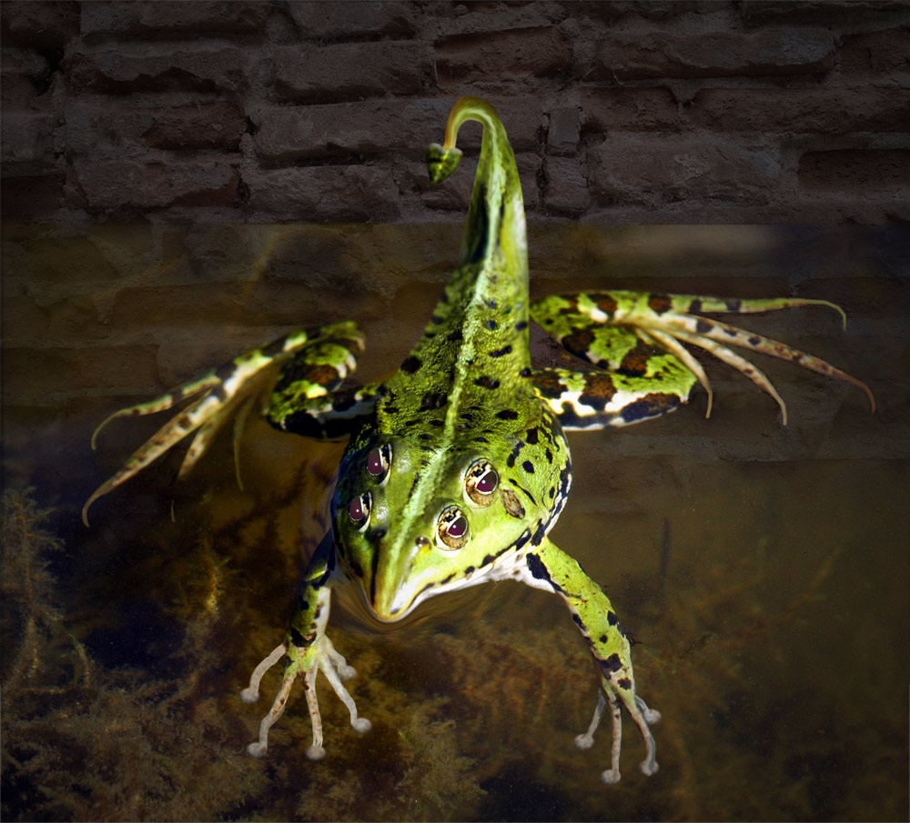 Design Photoshop par willibarb pour DesignCrowd (Community Contests) | Design #8967107