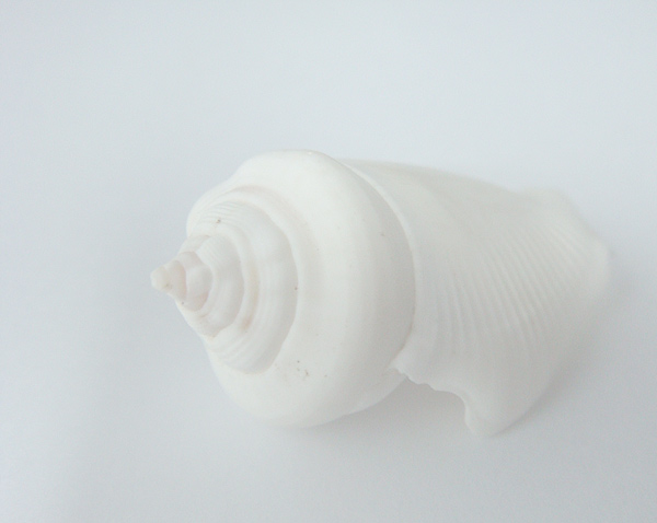 Photography by memool for DesignCrowd (Community Contests) | Design #8966529