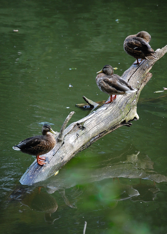 Fotografía por marymagdalyne para DesignCrowd (Community Contests) | Diseño #8965144