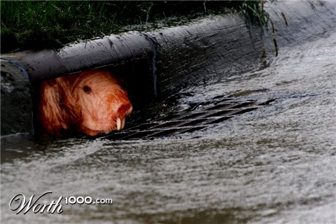 Photoshop Design by GrandmaNita