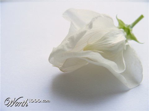 Photography by fujiellena