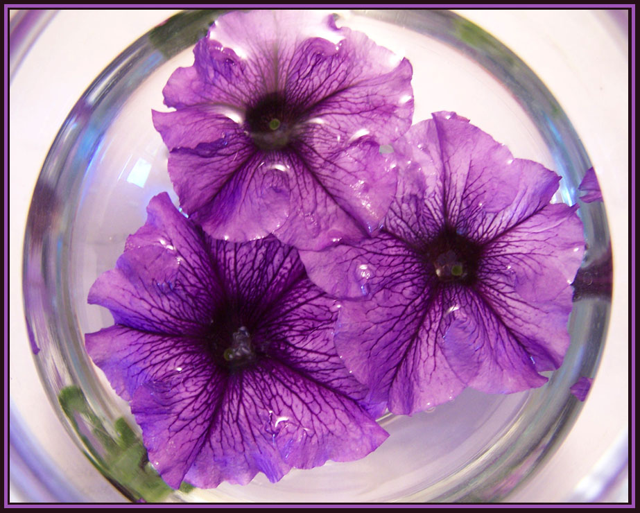 Photography by vpravda for DesignCrowd (Community Contests) | Design #8968457