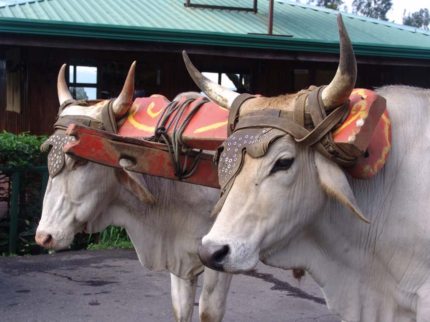 Photography by darthwil for DesignCrowd (Community Contests) | Design #8969967