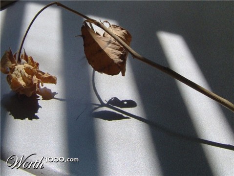 Photography by ISAH23