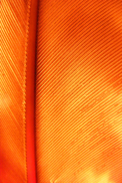 Photographie par Safekeeper pour DesignCrowd (Community Contests) | Design #8968679