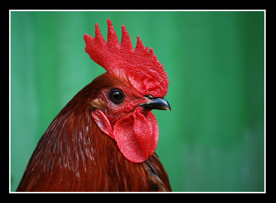 Photography by Andromeda5000 for DesignCrowd (Community Contests) | Design #8969971