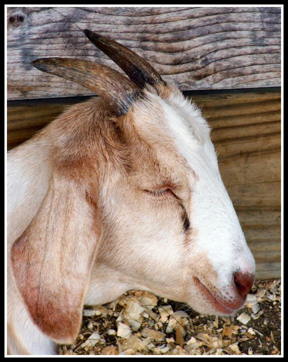 Photography by Marlii for DesignCrowd (Community Contests) | Design #8969983