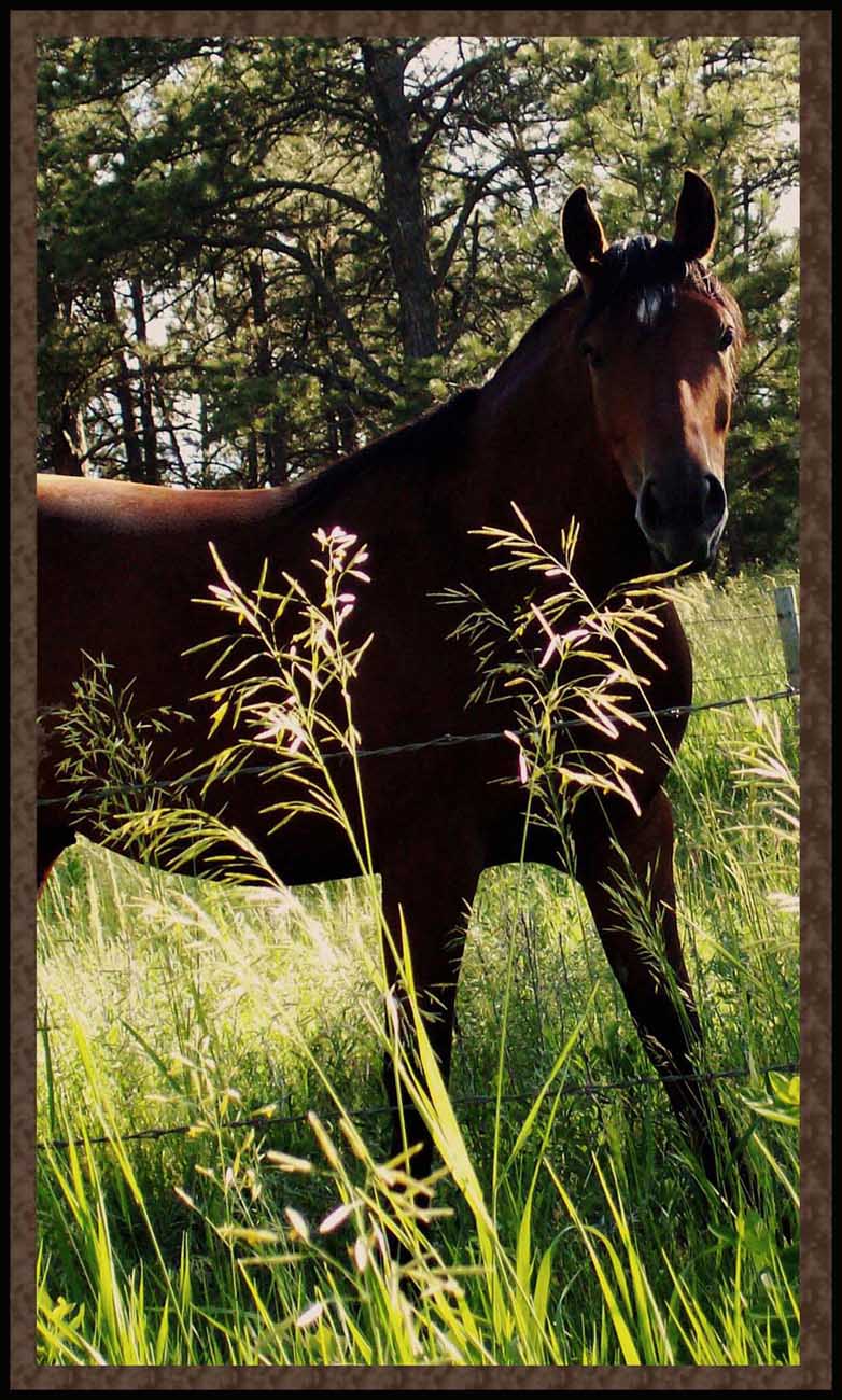 Photography by CarissaLynn for DesignCrowd (Community Contests) | Design #8969997