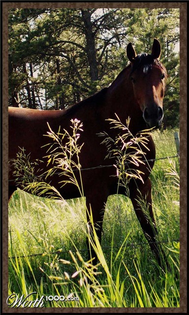 Photography by CarissaLynn