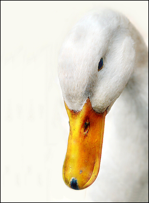 Photographie par Juicer pour DesignCrowd (Community Contests) | Design #8970005