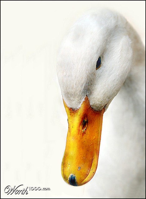 Photography by Juicer