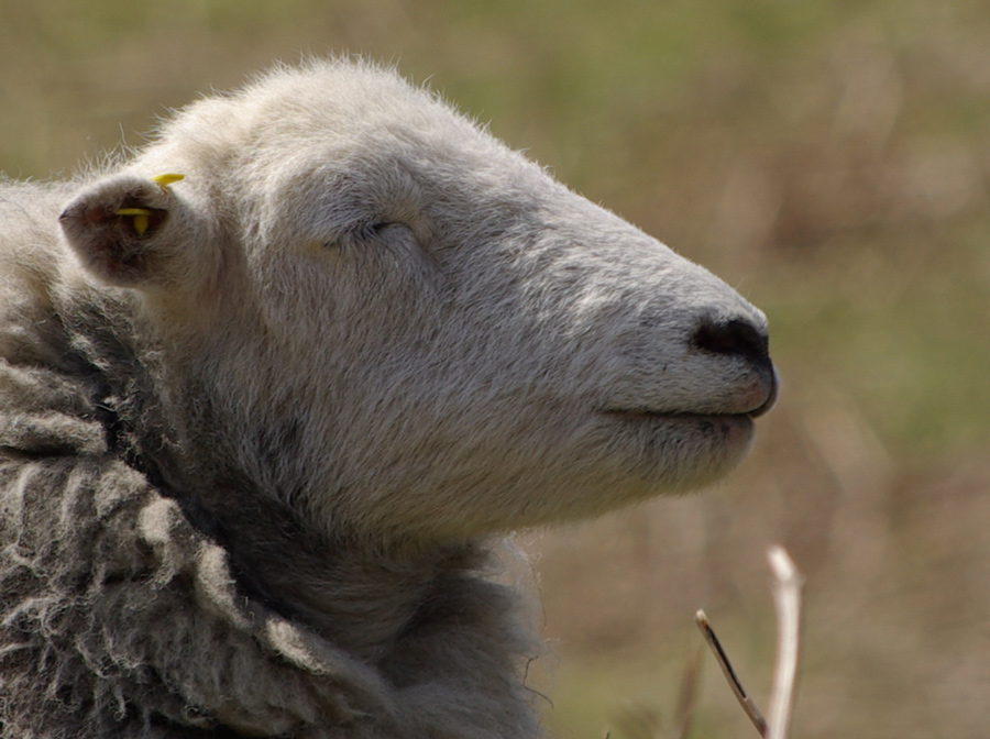 Photographie par Rvannith pour DesignCrowd (Community Contests) | Design #8970033