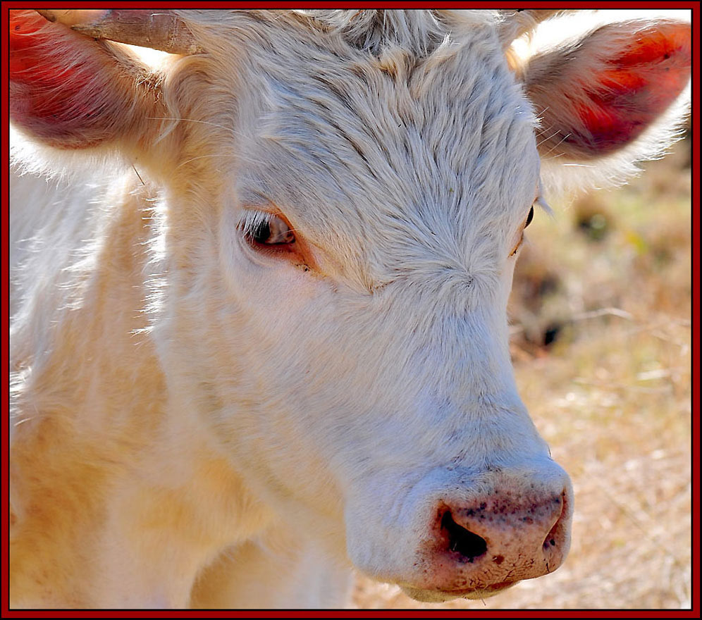 Photographie par Isabella2006 pour DesignCrowd (Community Contests) | Design #8970023