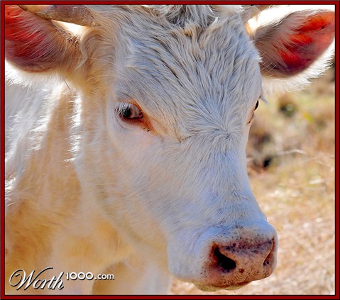 Photography by Isabella2006