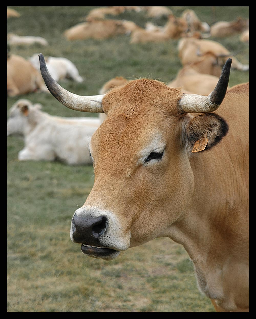 Fotografía por Roel1969 para DesignCrowd (Community Contests) | Diseño #8970045